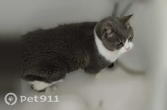 Chat perdu mâle, Chemin du Varembeaumont, 2, Quincampoix-Fleuzy, Aumale — tigré gris et blanc - photo