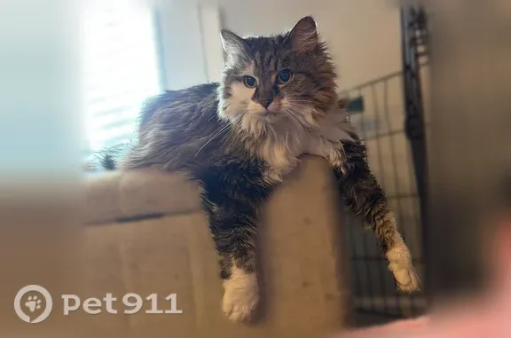 Lost cat, Indiana 64, 8655, Georgetown - female, green eyes - photo