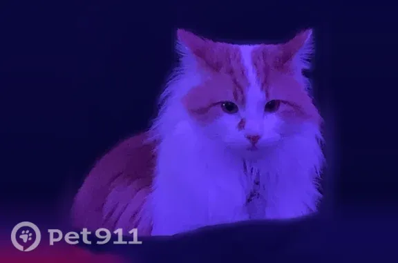 Missing cat Concord, photo: Lost cat, Spring Creek, Nevada, Concord - male with a distinctive mark by his right eye