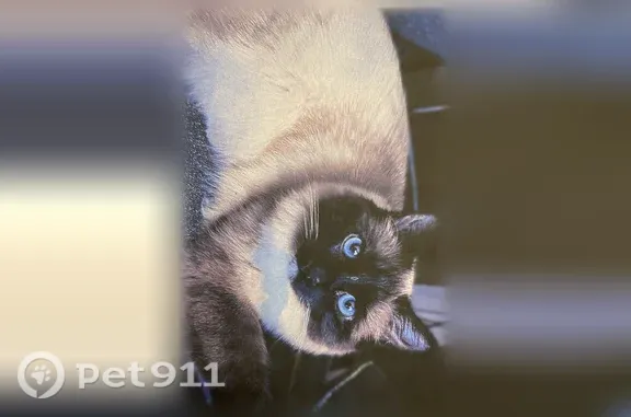 Chat perdu mâle, Rue Pasteur, 8, La Madeleine - birman croisé crème, pattes blanches - photo