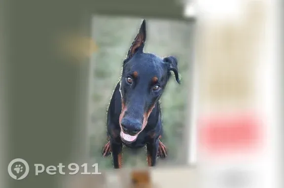 Lost and found pets Houston, photo: Lost dog, Kale Court, 5003, Houston - male