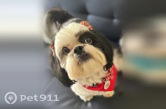 Lost dog, Southwest 108th Avenue, 3259, Miami - small female shih tzu, black and white, with a red bow - photo
