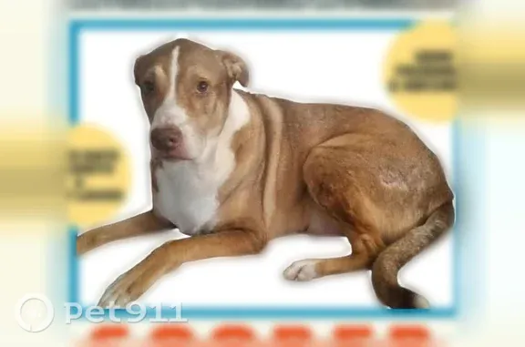 Lost dog, Mill Avenue, 422, Conroe, Houston — male, 10 years old, large overweight build - photo