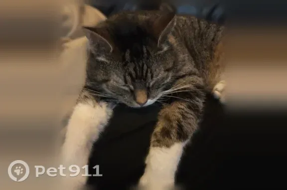 Lost cat, Indianapolis - female, declawed, white belly - photo