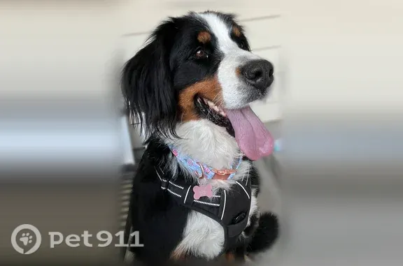 Lost dog, Northrup Avenue, 722, Fort Lupton — female, timid, may be hiding in brush or yards - photo