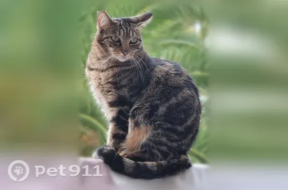 Chat perdu, femelle, Avenue plein Soleil, 385, La Grande-Motte - tigrée grise - photo