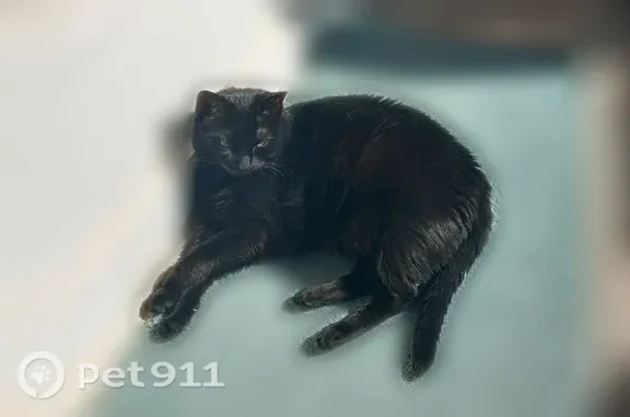 Chat perdu, Paris, photo: Chat perdu femelle, Rue d'Agen, 11, Saint-Herblain, Paris - noire, yeux verts