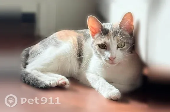 Missing cat Ewa Beach, photo: Lost cat, female, Kaileolea Drive, 91-1254, Ewa Beach - green eyes