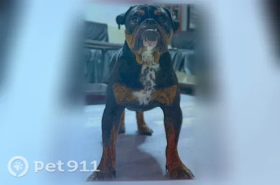 Lost dog, Warbler Road, 2, Brandenburg — female - photo