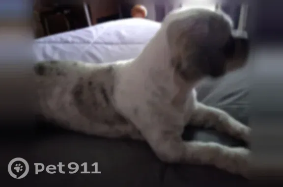 Lost dog, Palm Way Drive, 16653, Lake Piasa, Brighton - male, short hair - photo