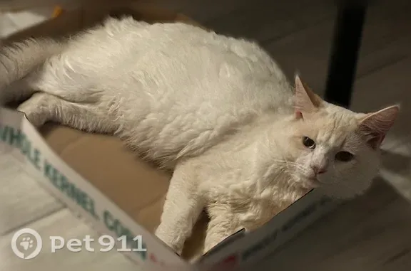 Lost and found pets Houston, photo: Lost cat, Firebrick Drive, 13514, Houston