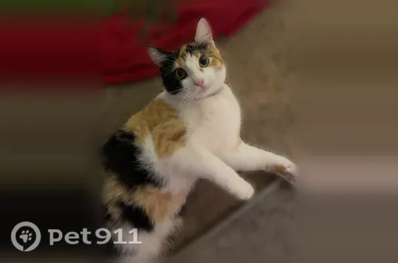 Lost cat, Southeast 21st Avenue, Portland — female calico, skinny - photo