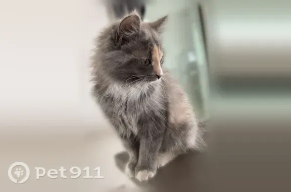 Chat perdu, Rue de la Chevalerie, 343, Petit-Mars — femelle, pattes blanches - photo