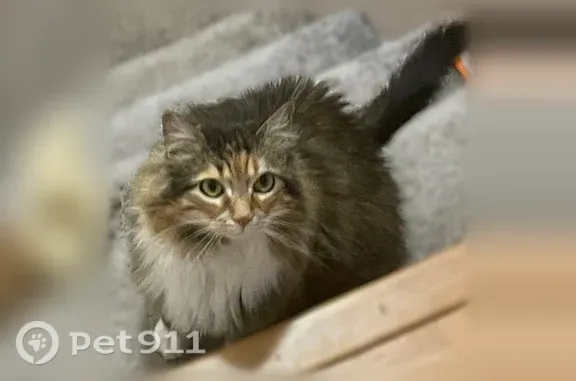 Lost cat, Milwaukee, Wisconsin - female, fluffy multicolor coat, green eyes - photo