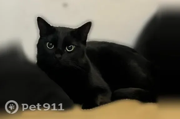 Chat perdu, femelle, Rue Albert, 62, Paris — tout noire, sans collier - photo