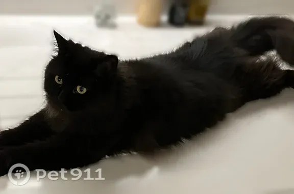 Chat perdu mâle, Rue de Toulouse, 52, Tremblay-en-France, Paris — noir à longs poils - photo