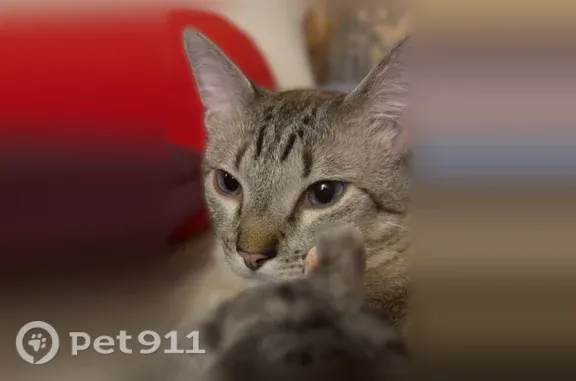 Chat perdu mâle, Avenue Simon Vouet, 3, Le Port-Marly - peureux et pucé - photo