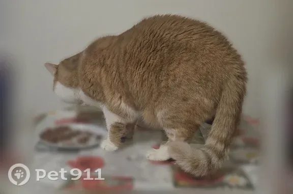 Chat perdu mâle, Place André Bordeu, Waziers - très méfiant - photo