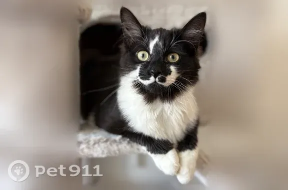 Chat perdu, Rue Casimir-Fournier, 2, Maubeuge - photo
