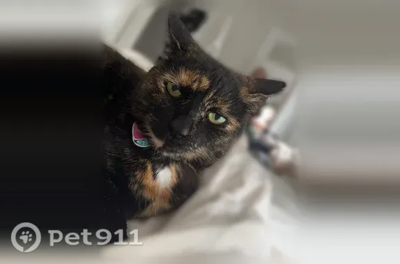 Lost cat, Peirce Street, East Greenwich, Warwick - female tortoiseshell shorthair with a collar and 2 tags - photo