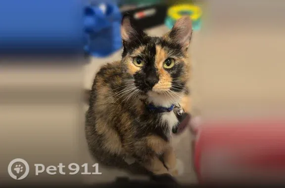 Lost and found pets Logan, photo: Lost cat, South 100 East, 650, Logan — female calico, microchipped