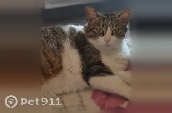Chat perdu mâle, Chemin Rouquille, 12, Sigean - tigré et blanc - photo