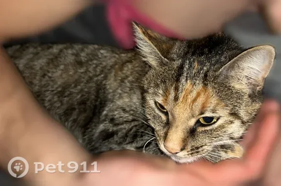 Chat perdu femelle, Rue Faidherbe, 19, Nieppe, Lille - photo