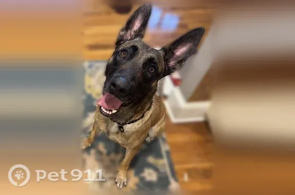 Lost dog, Harvard - female, tan with a dark face - photo