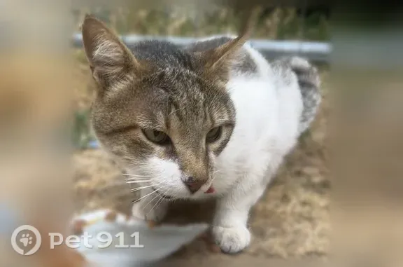 Chat trouvé Paris, photo: Chat trouvé, Rue du Fer à Moulin, 8, Paris - sociable et câlin