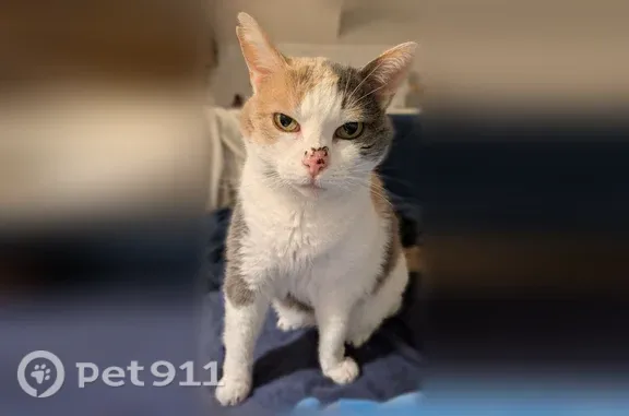 Chat d'appartement, très gentil. Disparue vers avenue Carnot