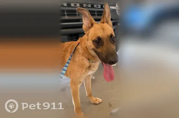 Found dog New River, photo: Found dog, North 3rd Avenue, 43226, New River - male shepherd mix