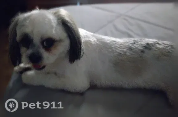 Lost dog, 20th Street North, 3165, Arlington - male, white with gray and dark brown spots - photo