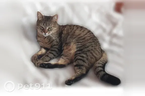 Chat perdu mâle, Place de l'Église, 17, Vétheuil, Follainville-Dennemont - tigré, tacheté - photo
