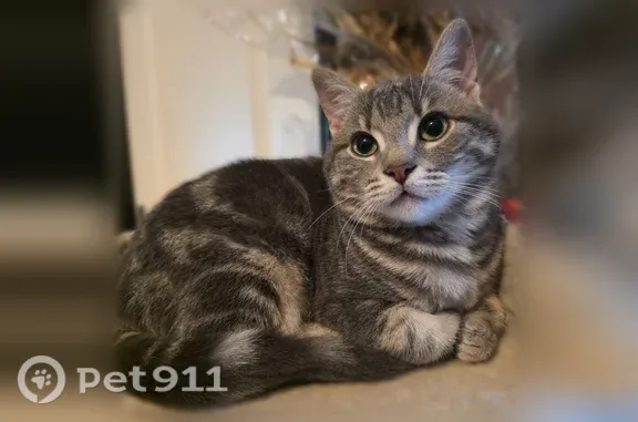 Chat perdu, femelle, Rue de l'Église, 2, Breteuil - collier à puces gris - photo