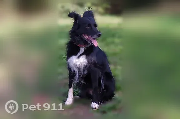 Chien perdu, femelle, Route des Pastourelles, 1, Arès - robe noire, pattes blanches - photo