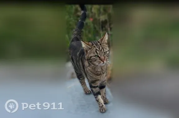 Chat perdu, Paris, photo: Chat perdu, Rue de la Cité, 3, Paris - mâle, très sociable