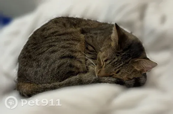 Lost cat, Hammock Drive, 1600, Nokomis - female tabby with large green eyes - photo