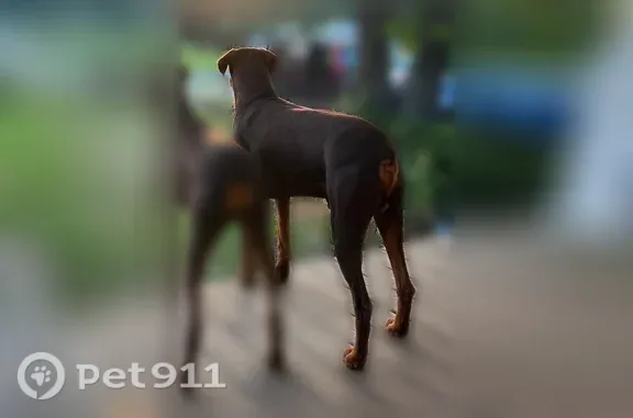 Lost dog, John Hancock Drive, 108, Cusseta - male - photo