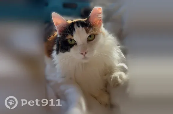 Missing cat Evansville, photo: Lost cat, Cameo Drive, 5344, Evansville - calico, declawed, very friendly