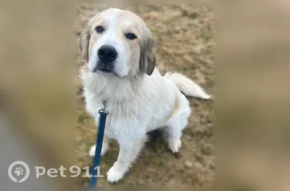 Missing dog Seattle, photo: Lost dog, North Greenwood Boulevard, Spokane, Seattle - female, white and cream Great Pyrenees