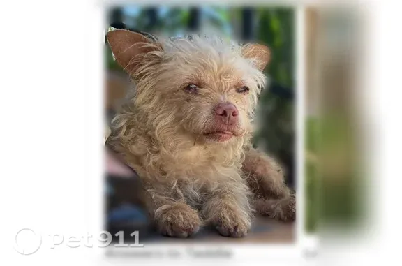 Lost dog, Beach Street, 8145, Los Angeles - female, 14 years old, shaggy wire hair - photo