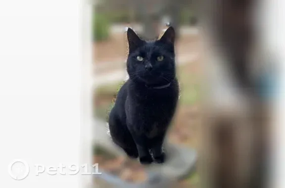 Lost cat, Bowman Drive, 2641, Springdale - male, completely black, blue flee collar - photo
