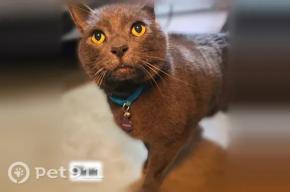 Lost cat, Southwest Bryan Way, 17816, Beaverton - male, blind and deaf - photo