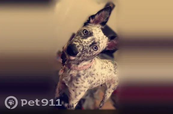 Lost dog, West 4th Street, 1410, Okmulgee - female, white with black spots, black ears, blue eyes - photo