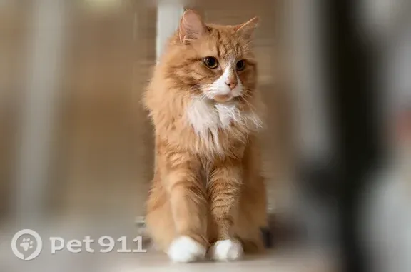 Lost cat, Canterbury Gate, Lynbrook - shy female with white mittens - photo
