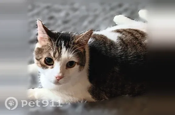 Lost cat, male, Wilson, New York - indoor-only, skittish, half white and half brown face - photo