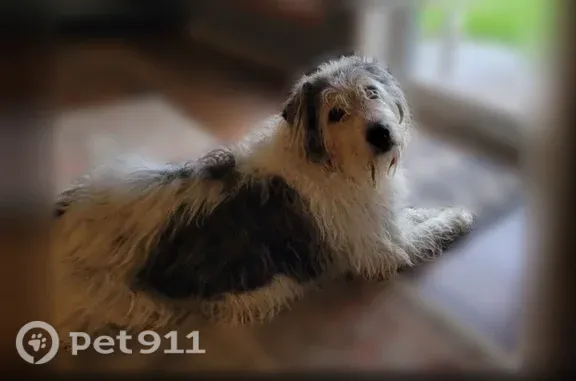 Lost dog, Private Road 6180, 110, Emory, Dallas - female - photo