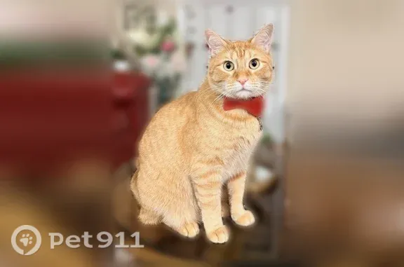 Lost cat, Indian Springs Road, 340, Fairview - male orange tabby - photo