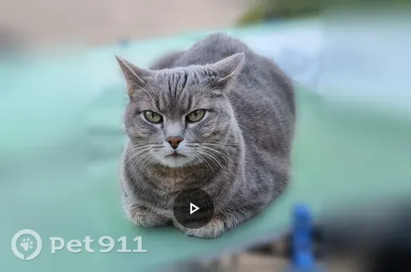 Missing cat Dallas, photo: Lost cat, Royal Chapel Drive, 10522, Dallas - gray tabby