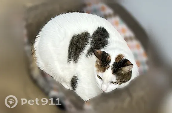 Lost cat, female, Hendrix Street, 622, Brooklyn - photo